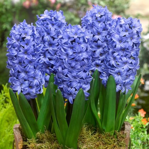 Jacintos Bulbos Bulbos De Flores Jacinto Planta De Jacinto PlantacióN Sencilla, Exterior, Largo Periodo De FloracióN, Preciosa.-2bulbs-C