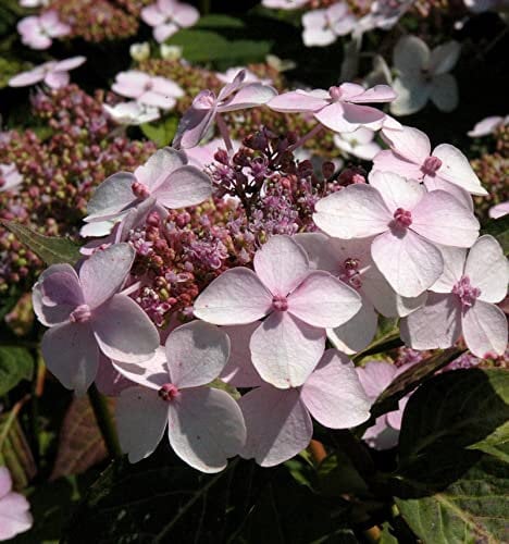 Teller Hortensie Rosalba 30-40cm - Hydrangea serrata - Gartenpflanze