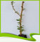 Populus Alba (Pappel), Pflanze