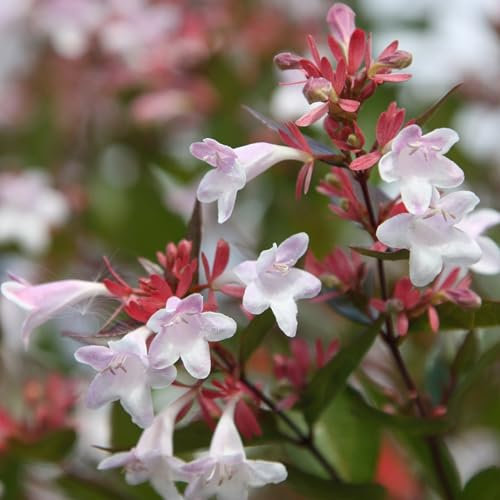 Plant Theory 60cm - 80cm Abelia Abelia x Grandiflora Shrub Plant 7.5L Pot