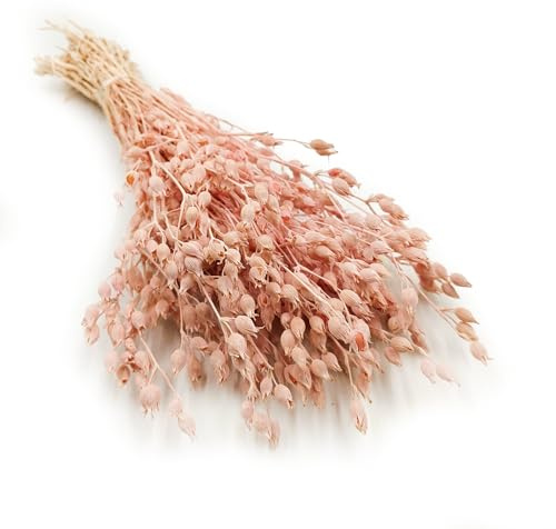 Enchanted Trockenblumen Dekogras Silene Aufgeblasenes Leimkraut Getrocknetes Gras Ziergras Natürlich Deko Rosa