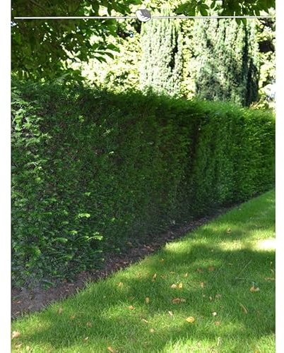 Taxus baccata 50-60 cm im Topf. 15 Eibe Heckenpflanzen. Eibe Hecke = immergrün
