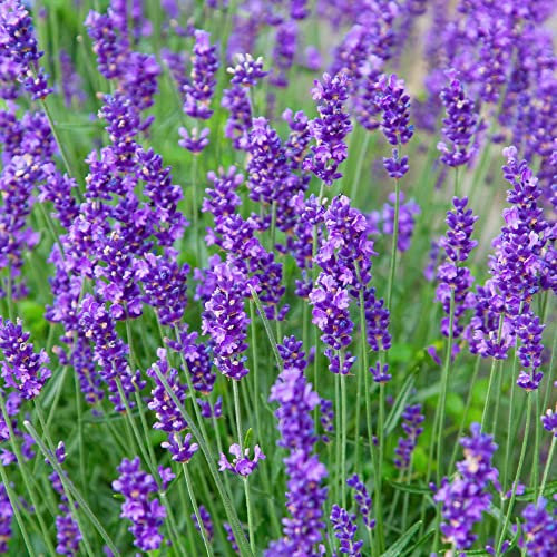 English Lavender Seed 'Munstead' Lavandula angustifolia Fragrant Foliage Scented Purple Blooms Attract Bees Hardy Shrub Easy to Grow Your Own Flowers 1x Pack (Approx 110 Seeds) by Thompson and Morgan