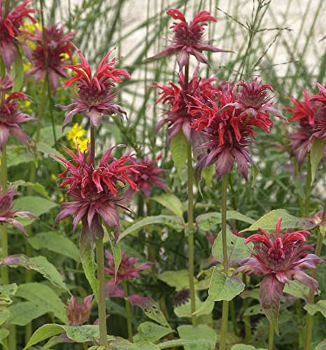 Indianernessel Cambridge Scarlet - Monarda fistulosa - lebende Gartenpflanze aus den Baumschulen