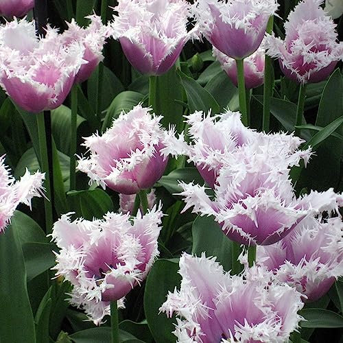2 Pcs tulpen zwiebeln winterhart mehrjährig - tulpenzwiebeln - pflanzen deko exotische zimmerpflanzen, (Tulipa gesneriana) winterharte pflanzen für balkon blumenzwiebeln frühblüher