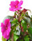 Nuovi semi freschi di giglio rosa da 10 pezzi