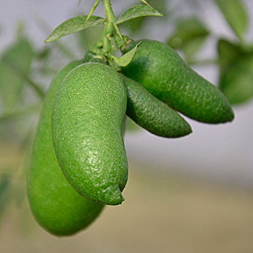 1 PIANTA DI LIMONE CAVIALE VERDE FINGER LIME IN VASO 20CM