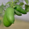 1 PIANTA DI LIMONE CAVIALE VERDE FINGER LIME IN VASO 20CM