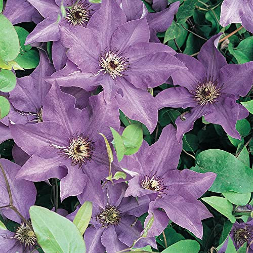 You Garden - 1 x Early Season Flowering Clematis 'The President' in a 9cm Pot