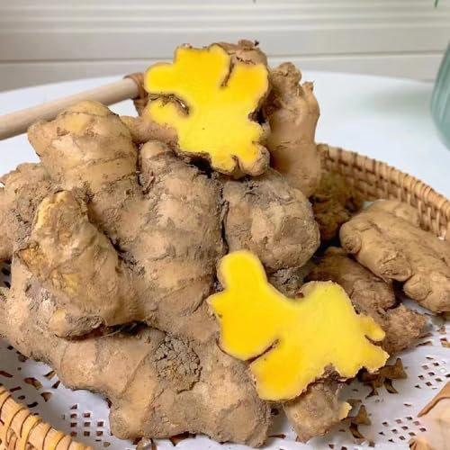 100 pcs ingwer samen zum einpflanzen - gemüsebeet, samen (Zingiber ginger) samen gemüse, hochbeet saatgut alte sorten, balkon pflanzen winterharte pflanzen für balkon, garten pflanzen