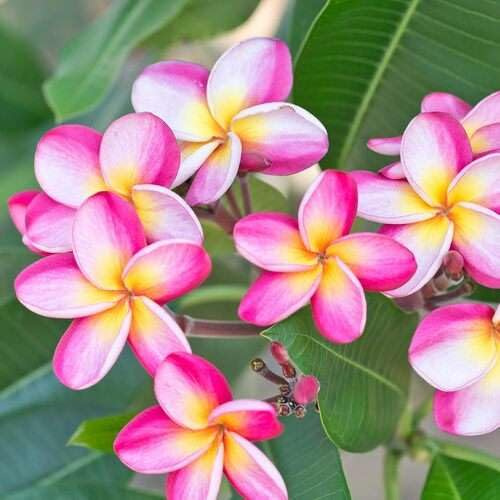 100 Stück rosa-weiße Frangipani-Blumensamen