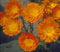 Orange Calendulacalendula Ball 50 graines