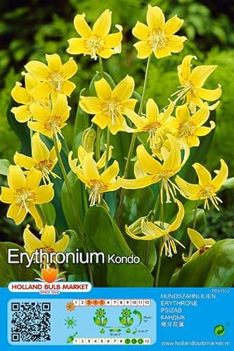 Blumenzwiebel - Raritäten : Erythronium Kondo 1 Blumenzwiebeln Gr. I
