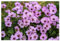3 x Geranium cinereum 'Ballerina' (Winterhart/Stauden/Staude/Mehrjährig/Immergrün) Aschgrauer Storchschnabel - Kleines Blütenwunder mit großer Wirkung - sehr Bienenfreundlich - von Stauden Gänge