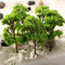 100 Stück Modell Bäume Miniatur, Modellbau Zubehör, Zug Bäume Eisenbahn Landschaft Diorama Baum Architektur Bäume, Stücke Modell Bäume für DIY Landschaft, Mini Landschaft Landschaftsgestaltung