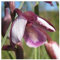 Eulophia clavicornis - Orchideen - 20 Samen