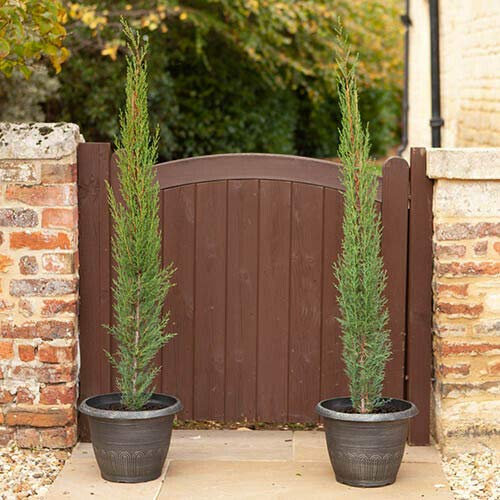 Cipresso toscano cupressus sempervirens Totem pianta sempreverde in vaso ø18 cm h. 100/120 cm Vivaio di Castelletto