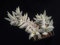 Generisches Crassula perfoliata VAR. Minore R.S.A, Sukkulente