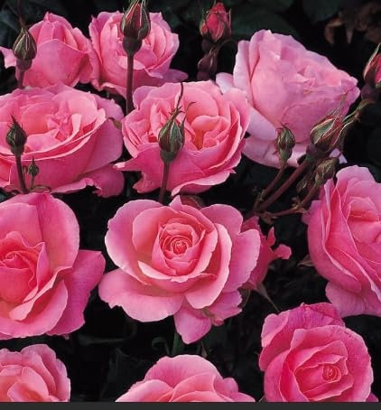 Fragrant Rosa Queen Elizabeth Pink Climbing English Rose 3 Litre Pot Bush Plant for Brighten Garden Outdoor Landscape Shrub Border Walkway Hedge