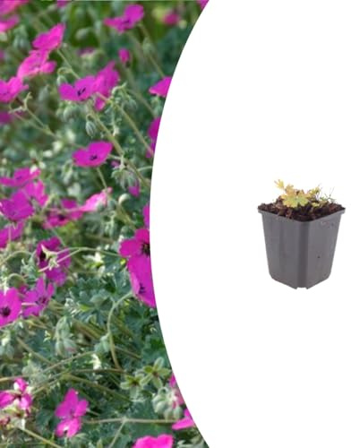 Geranium sang. 'Max Frei' | 24 Stück - 10-25cm - Ø9cm - Gartenpflanze