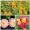 100pcs semi di fiori giapponesi prunus mume semi di bulbo di fiori giganti esotici mini ciliegia in vaso bonsai casa e giardino