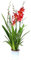 POWERS TO FLOWERS - ORCHIDEA, CAMBRIA NELLY ISLER, 2/3 STELI, pianta vera