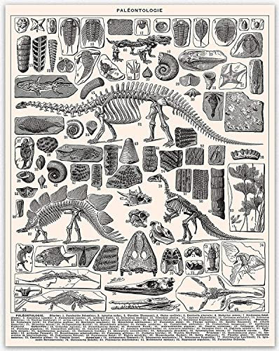 WallBUddy Dinosaur Bone Poster - Posters for Room Aesthetic Dinosaurier Poster Lernposter, Bilder Kinderzimmer für Jungen, Dino Deko Bilder Kinderzimmer | Wandposter Premium (21cm x 30cm (A4))