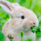 Welldales 100 Complete Mix Rabbit Food Seeds UK Native Grass Mix Grow Your Own Animal Food