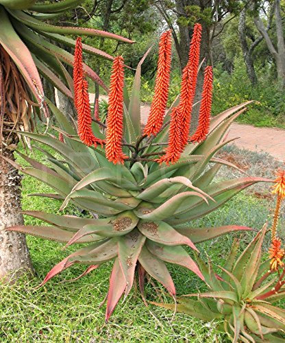 10 Samen Aloe Ferox Bitter Aloe, rote Aloe Luftreinigungspflanze
