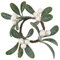 SARO LIFESTYLE NR458.G Mistletoe Collection Serviettenringe Mistelzweig, 4 Stück, Kunststoff, Draht, Schaumstoff, grün