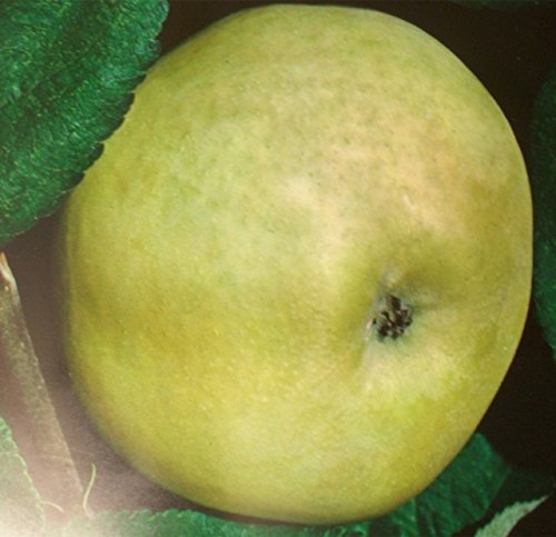 Apfelbaum Weißer Klarapfe Apfel Weißer Klarapfel - Malus Weißer Klarapfel Containerware / 120-160 cm hoch,