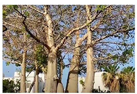 Stk - 5x Adansonia digitata Baobab Affenbrotbaum Pflanzen - Samen B1873 - Seeds & Plants Shop by Ipsa