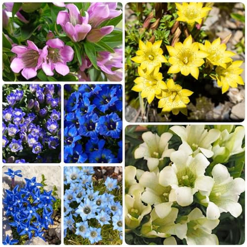200 Pcs Enzian Samen, Kräutergarten Balkon, Winterharte Stauden Gentiana Scabra, Enzian Deko, Kräuter Samen Mehrjährig, Hochbeet Samen, Blumen Balkon Samen Kräuter, Steingartenpflanzen