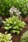 Hosta 'Colored Hulk' – Zweifarbige Funkie im 1L Topf | Staude für Schatten & Halbschatten | Winterhart & pflegeleicht | Blickfang im Beet & Kübel