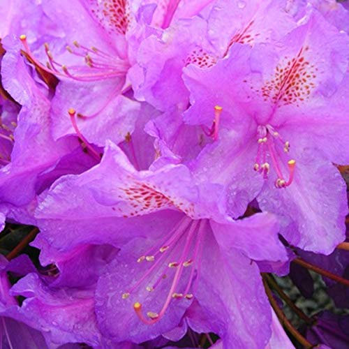 Rhododendron 'Lee's Dark Purple' - Dunkelviolette Schönheit 40-50 cm Topf