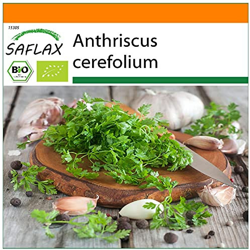SAFLAX - Garden in the Bag - Ecológico - Perifollo - 800 semillas - Con sustrato de cultivo en un sacchetto rigido fácil de manejar. - Anthriscus cerefolium