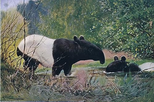 MSTECO Leinwanddruck Und Poster Wandkunst Bild Reproduktion Indischer Tapir aus Wildlife of the World von Wilhelm Kuhnert für Wohnkultur 60x90cm