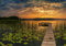 wandmotiv24 Fototapete See Steg Natur Seerosen, L 300 x 210 cm - 6 Teile, Wanddeko, Wandbild, Wandtapete, Landschaft Sommer M6194