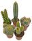 5 Cactus Plants Potted Cacti Houseplants Mixed Indoor Plant Selection