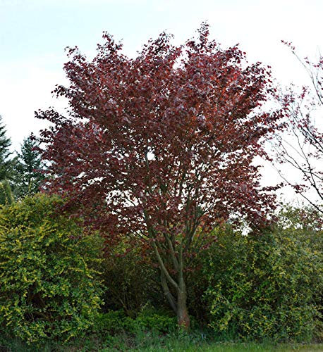 Blutbuche Swat Magret 40-60cm - Fagus sylvatica