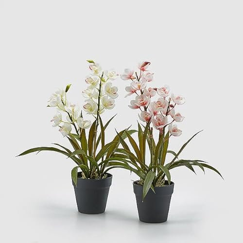 EDG Enzo De Gasperi Orchidea Cymbidium con Vaso H 54 Cm Bianca o Rosa 1 Pz