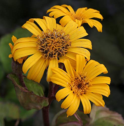 Kreuzkraut Midnight Lady - Ligularia dentata - lebende Gartenpflanze aus den Baumschulen