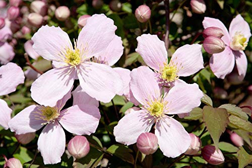 Portal Cool Clematis Montana profumati 10 Semi -Heavy Blooming Vite, Marshmallow Profumo