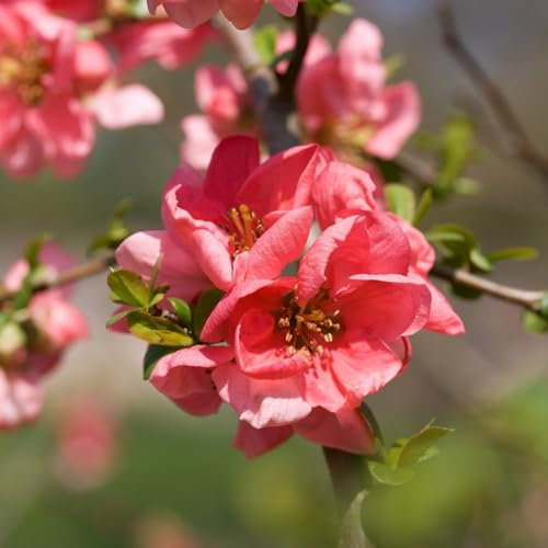 Carbeth Plants - Chaenomeles Pink Trail in 9cm Pot - Flowering Quince - Ready to Plant - Pollinator Friendly