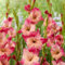 Gladiolenknolle-Winterhart MehrjäHrig,Gladiolen Zwiebeln Winterhart,Gladiolen Blumenzwiebeln,Gladiolen Zwiebel,Gladiolen Knollen,Gladiolen Zwiebeln Mix,Bonsai Pflanze-15zwiebeln-a