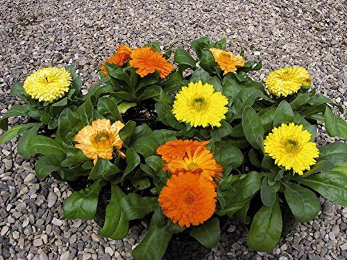 CALENDULA NANA FIESTA GITANA MISCUGLIO NR.300 SEMI