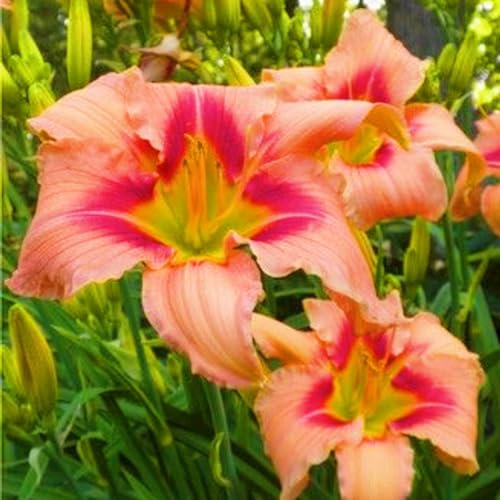 Taglilienzwiebeln-Winterhart MehrjäHrig,Hemerocallis Knollen,Taglilien Pflanzen,Taglilien Zwiebeln Winterhart MehrjäHrig,Winterharte Stauden-3zwiebeln-a