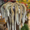 semillas de cactus cola de mono, semillas orgánicas, decoración de habitaciones Semillas de Hildewintera colademononis, semillas de cactus, planta de cactus Las plantas de hoja perenne 30pcs