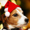 PULABO dauerhaft1Pc Pet Weihnachtsmütze Hund Cute Santa Weihnachten Xmas Red Holiday Costume Kleine Mütze Top-Qualität