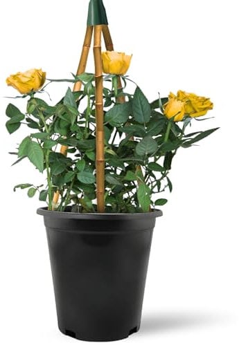 Yellow Golden Climbing Rose Bush in 2 Litre Pot - Climber Garden Plant Ready for Planting - Excellent for Walls, Pillars Trellises and Arches